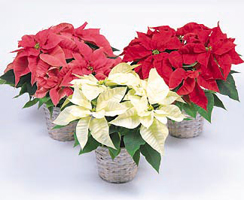 poinsettia plants